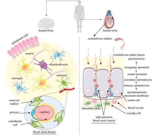El cerebro y los testículos humanos tienen la mayor cantidad de proteínas comunes del cuerpo Resumen de la organización celular del cerebro y los testículos humanos