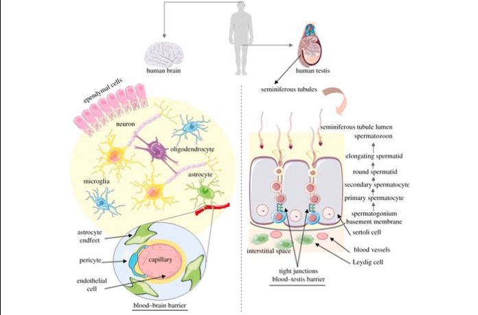 Resumen de la organización celular del cerebro y los testículos humanos Resumen de la organización celular del cerebro y los testículos humanos
