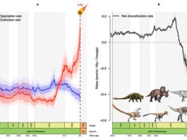 Los dinosaurios estaban en declive antes de su extinción, según un nuevo estudio Gráficos que muestran cómo la tasa de especiación (azul) de los dinosaurios descendió y la tasa de extinción (rojo) aumentó bruscamente en los últimos 10 millones de años de la era de los dinosaurios