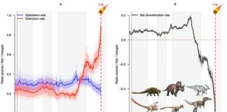 Los dinosaurios estaban en declive antes de su extinción, según un nuevo estudio Gráficos que muestran cómo la tasa de especiación (azul) de los dinosaurios descendió y la tasa de extinción (rojo) aumentó bruscamente en los últimos 10 millones de años de la era de los dinosaurios
