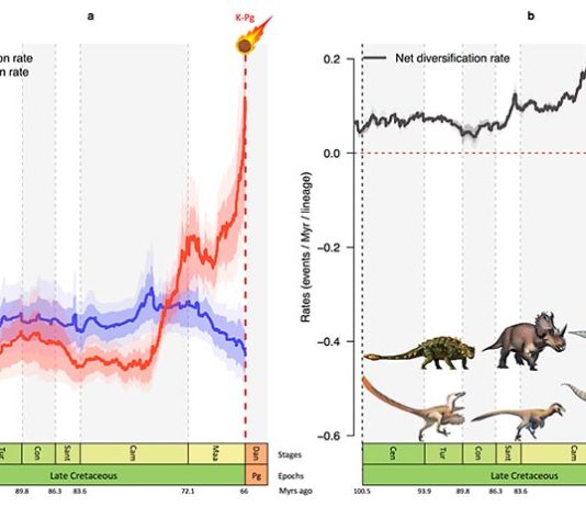 Los dinosaurios estaban en declive antes de su extinción, según un nuevo estudio Gráficos que muestran cómo la tasa de especiación (azul) de los dinosaurios descendió y la tasa de extinción (rojo) aumentó bruscamente en los últimos 10 millones de años de la era de los dinosaurios