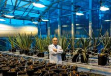 Un solo gen aumenta la resiliencia climática, el rendimiento y la captura de carbono en los cultivos Un solo gen aumenta la resiliencia climática, el rendimiento y la captura de carbono en los cultivos