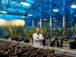 Un solo gen aumenta la resiliencia climática, el rendimiento y la captura de carbono en los cultivos Un solo gen aumenta la resiliencia climática, el rendimiento y la captura de carbono en los cultivos