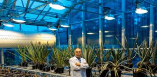 Un solo gen aumenta la resiliencia climática, el rendimiento y la captura de carbono en los cultivos Un solo gen aumenta la resiliencia climática, el rendimiento y la captura de carbono en los cultivos