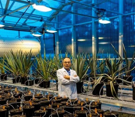 Un solo gen aumenta la resiliencia climática, el rendimiento y la captura de carbono en los cultivos Un solo gen aumenta la resiliencia climática, el rendimiento y la captura de carbono en los cultivos