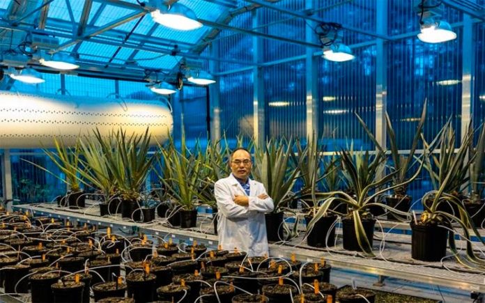 Un solo gen aumenta la resiliencia climática, el rendimiento y la captura de carbono en los cultivos Un solo gen aumenta la resiliencia climática, el rendimiento y la captura de carbono en los cultivos