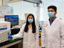 Tumores: Diseñan células para destruir las cancerosas sin dañar las sanas Tumores: Diseñan células para destruir células cancerosas sin dañar las sanas