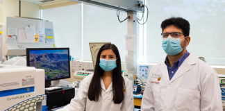 Tumores: Diseñan células para destruir las cancerosas sin dañar las sanas Tumores: Diseñan células para destruir células cancerosas sin dañar las sanas