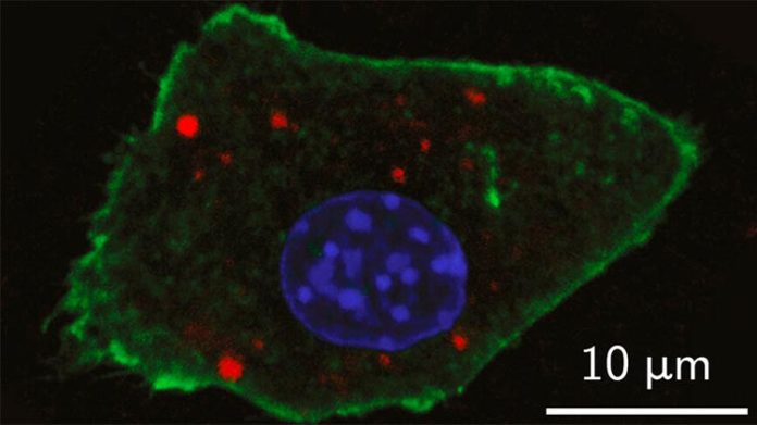 Una imagen de laboratorio muestraUna imagen de laboratorio muestra la detección de agentes de contraste de nanopartículas recientemente desarrolladas dentro de una célula de ratón con fluorescencia óptica (en rojo) Una imagen de laboratorio muestraUna imagen de laboratorio muestra la detección de agentes de contraste de nanopartículas recientemente desarrolladas dentro de una célula de ratón con fluorescencia óptica (en rojo)