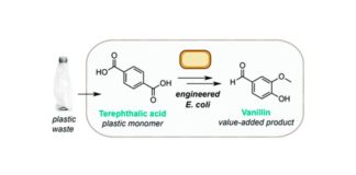 Convierten plástico usado en vainillina (vainilla) con la bacteria E. Coli Reciclaje de plástico usado en vainillina (vainilla) con la bacteria E. Coli