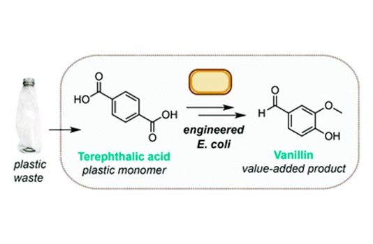Convierten plástico usado en vainillina (vainilla) con la bacteria E. Coli Reciclaje de plástico usado en vainillina (vainilla) con la bacteria E. Coli