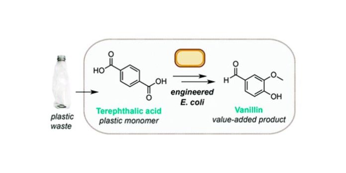 Reciclaje de plástico usado en vainillina (vainilla) con la bacteria E. Coli