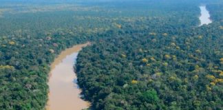 Una selva amazónica de Perú aparentemente salvaje fue cultivada por humanos de forma sostenible durante siglos Vista aérea de la región de Putumayo de la selva amazónica en Perú