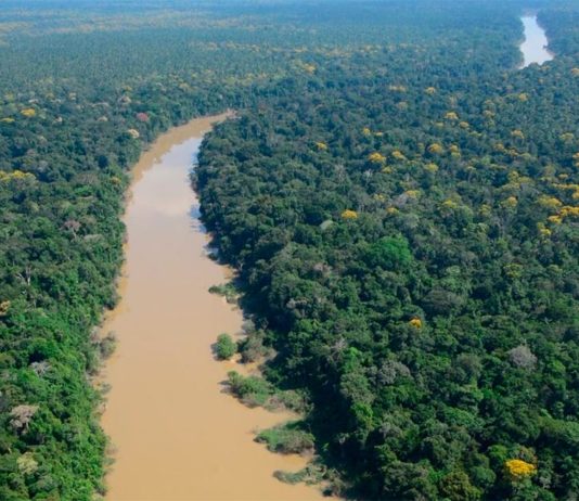 Una selva amazónica de Perú aparentemente salvaje fue cultivada por humanos de forma sostenible durante siglos Vista aérea de la región de Putumayo de la selva amazónica en Perú