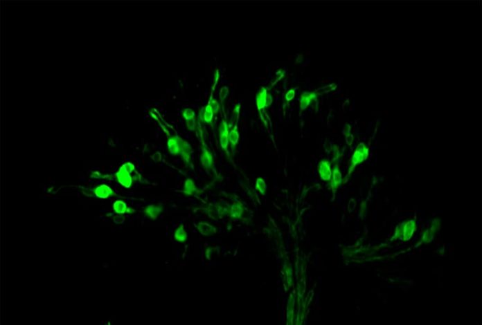 Neuronas receptoras del gusto en las moscas (en verde) responsables de detectar ácidos en el entorno alimentario