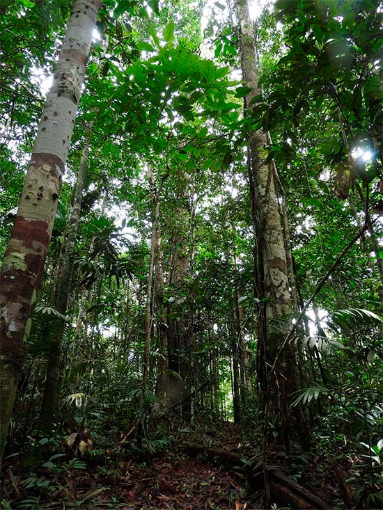 La región de Putumayo de la selva amazónica en Perú, interior