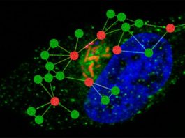 La Salmonella utiliza el colesterol para superar las defensas del cuerpo El patógeno intracelular Salmonella enterica sobrevive dentro de las células huésped mediante el uso de diversas maquinarias moleculares y redes de tráfico celular para apoyar su propio crecimiento