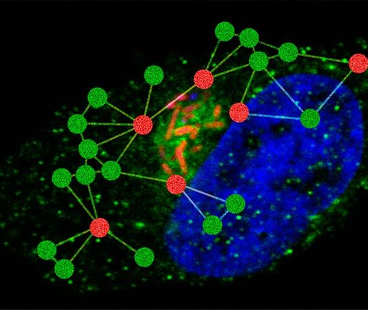 La Salmonella utiliza el colesterol para superar las defensas del cuerpo El patógeno intracelular Salmonella enterica sobrevive dentro de las células huésped mediante el uso de diversas maquinarias moleculares y redes de tráfico celular para apoyar su propio crecimiento