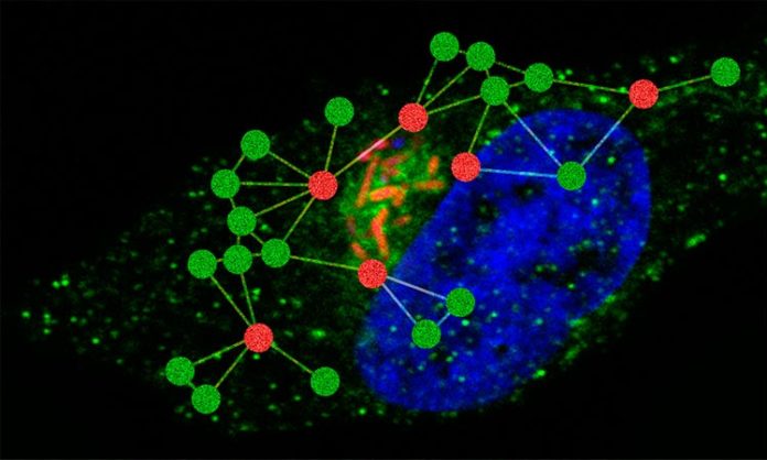 El patógeno intracelular Salmonella enterica sobrevive dentro de las células huésped mediante el uso de diversas maquinarias moleculares y redes de tráfico celular para apoyar su propio crecimiento