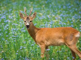 Desentrañan algunos secretos del desarrollo embrionario a cámara lenta en el corzo Corzo en la naturaleza