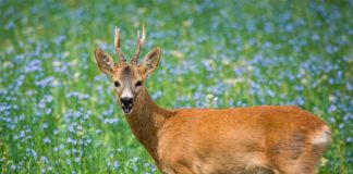 Desentrañan algunos secretos del desarrollo embrionario a cámara lenta en el corzo Corzo en la naturaleza