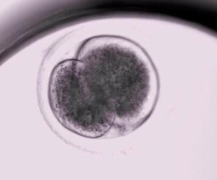 El embrión de corzo se desarrolla muy lentamente durante varios meses. En la imagen: embrión temprano de un bovino bajo el microscopio