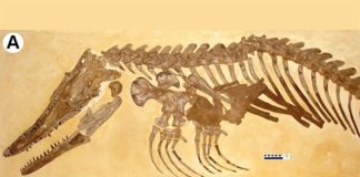 Mosasaurio recién identificado era un monstruo cazador de peces: Ectenosaurus everhartorum Los investigadores de la UC identificaron al mosasaurio como perteneciente al mismo género que Ectenosaurus clidastoides, en la foto