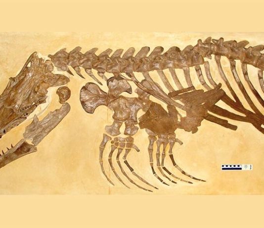 Mosasaurio recién identificado era un monstruo cazador de peces: Ectenosaurus everhartorum Los investigadores de la UC identificaron al mosasaurio como perteneciente al mismo género que Ectenosaurus clidastoides, en la foto