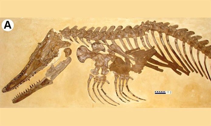 Los investigadores de la UC identificaron al mosasaurio como perteneciente al mismo género que Ectenosaurus clidastoides, en la foto