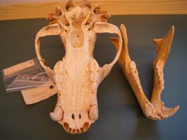 La historia del uso de antibióticos en humanos está escrita en los dientes de los osos pardos salvajes Los investigadores utilizaron colecciones históricas de osos pardos suecos en museos para seguir los efectos de los antibióticos artificiales