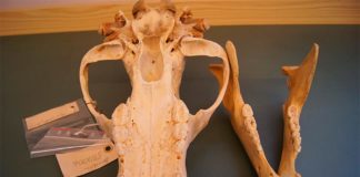 La historia del uso de antibióticos en humanos está escrita en los dientes de los osos pardos salvajes Los investigadores utilizaron colecciones históricas de osos pardos suecos en museos para seguir los efectos de los antibióticos artificiales