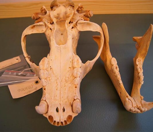 La historia del uso de antibióticos en humanos está escrita en los dientes de los osos pardos salvajes Los investigadores utilizaron colecciones históricas de osos pardos suecos en museos para seguir los efectos de los antibióticos artificiales