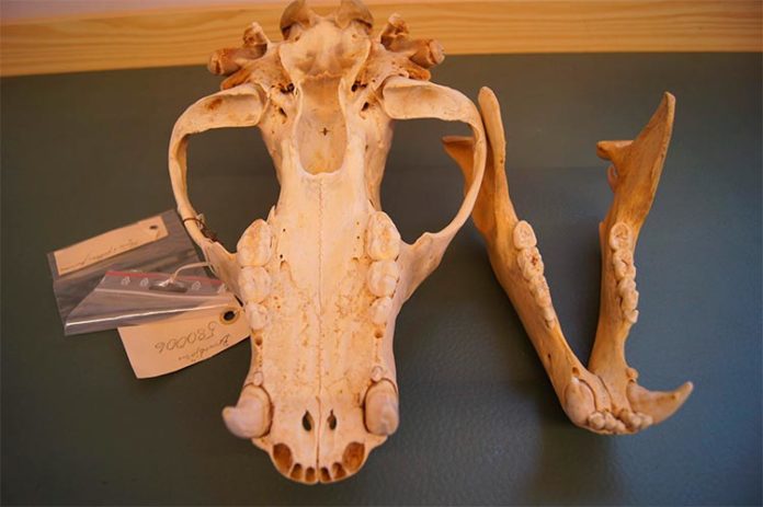 Los investigadores utilizaron colecciones históricas de osos pardos suecos en museos para seguir los efectos de los antibióticos artificiales Los investigadores utilizaron colecciones históricas de osos pardos suecos en museos para seguir los efectos de los antibióticos artificiales