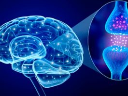 Reparan un defecto de reciclaje mitocondrial relacionado con la enfermedad de Parkinson La enfermedad de Parkinson y la dopamina