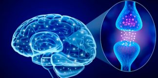 Reparan un defecto de reciclaje mitocondrial relacionado con la enfermedad de Parkinson La enfermedad de Parkinson y la dopamina