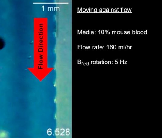 MANiACs: Pequeños robots para administrar medicamentos al sistema nervioso central Los robots MANiAC se movieron corriente arriba contra un flujo de fluido similar al que encontrarían en el sistema nervioso