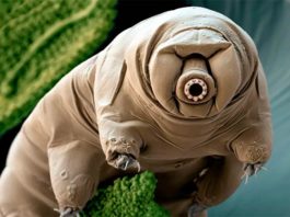 El andar de los tardígrados se parece al de los insectos, según un nuevo estudio Tardígrado