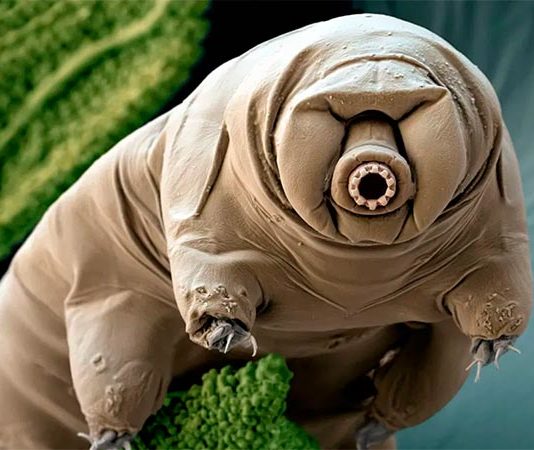 El andar de los tardígrados se parece al de los insectos, según un nuevo estudio Tardígrado