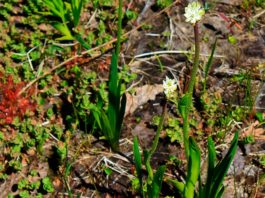 Camino hacia las criptomonedas sostenibles La planta carnívora Triantha occidentalis produce tallos florales con pelos pegajosos que pueden atrapar insectos. Una nueva investigación confirma que la planta puede digerir estas presas atrapadas