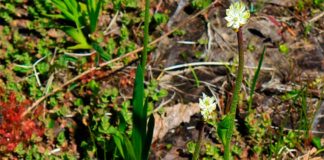 Descubierta nueva planta carnívora que debe equilibrar la captura de presas y la polinización La planta carnívora Triantha occidentalis produce tallos florales con pelos pegajosos que pueden atrapar insectos. Una nueva investigación confirma que la planta puede digerir estas presas atrapadas
