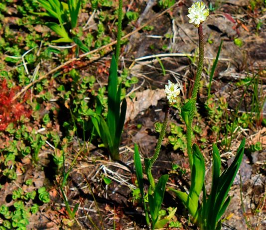 Camino hacia las criptomonedas sostenibles La planta carnívora Triantha occidentalis produce tallos florales con pelos pegajosos que pueden atrapar insectos. Una nueva investigación confirma que la planta puede digerir estas presas atrapadas