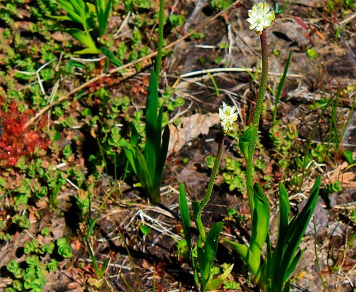 La planta carnívora Triantha occidentalis produce tallos florales con pelos pegajosos que pueden atrapar insectos. Una nueva investigación confirma que la planta puede digerir estas presas atrapadas