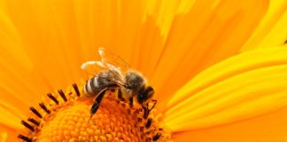 Un compuesto vegetal puede prevenir la muerte en masa de las abejas Abejas