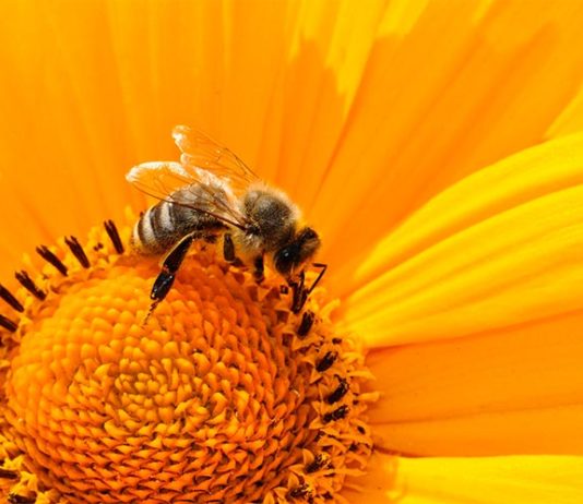 Un compuesto vegetal puede prevenir la muerte en masa de las abejas Abejas