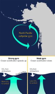 Acidificación de los océanos: Este gráfico del giro subpolar del Pacífico norte en el Golfo de Alaska muestra cómo la fuerza del giro puede acelerar o ralentizar la acidificación del océano en función de la cantidad de dióxido de carbono que llega a la superficie del océano Acidificación de los océanos: Este gráfico del giro subpolar del Pacífico norte en el Golfo de Alaska muestra cómo la fuerza del giro puede acelerar o ralentizar la acidificación del océano en función de la cantidad de dióxido de carbono que llega a la superficie del océano