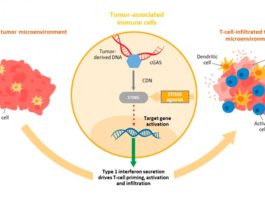 Nueva nanopartícula desarrollada para inmunoterapia intravenosa contra el cáncer Antagonista STING: Nueva nanopartícula desarrollada para inmunoterapia intravenosa contra el cáncer