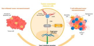 Nueva nanopartícula desarrollada para inmunoterapia intravenosa contra el cáncer Antagonista STING: Nueva nanopartícula desarrollada para inmunoterapia intravenosa contra el cáncer