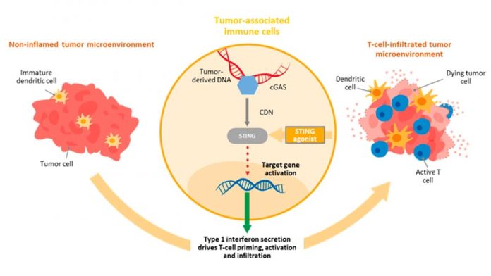 Antagonista STING: Nueva nanopartícula desarrollada para inmunoterapia intravenosa contra el cáncer