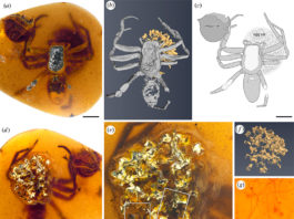 Descubren una antigua madre araña preservada en ámbar protegiendo a sus crías Fotografías y dibujos de una araña lagonomegopide (CNU-ARA-MA2016101) y saco de huevos en ámbar birmano CNU009432