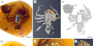 Descubren una antigua madre araña preservada en ámbar protegiendo a sus crías Fotografías y dibujos de una araña lagonomegopide (CNU-ARA-MA2016101) y saco de huevos en ámbar birmano CNU009432